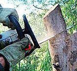 How Our Tree Care Process Works  in  North Branch, MN